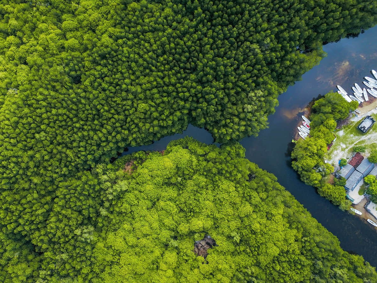 Mangroves Indonesia